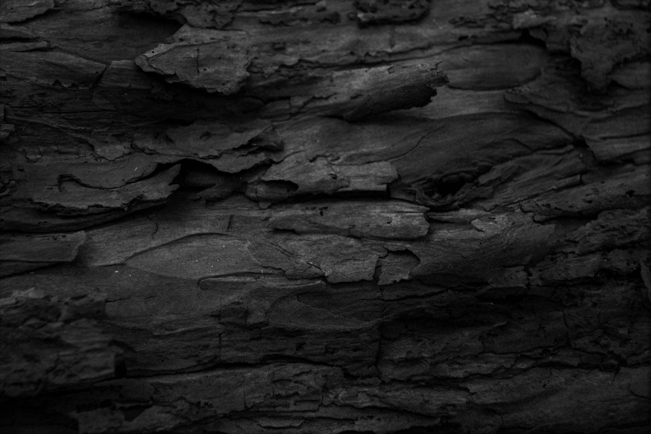 Close up of bark texture