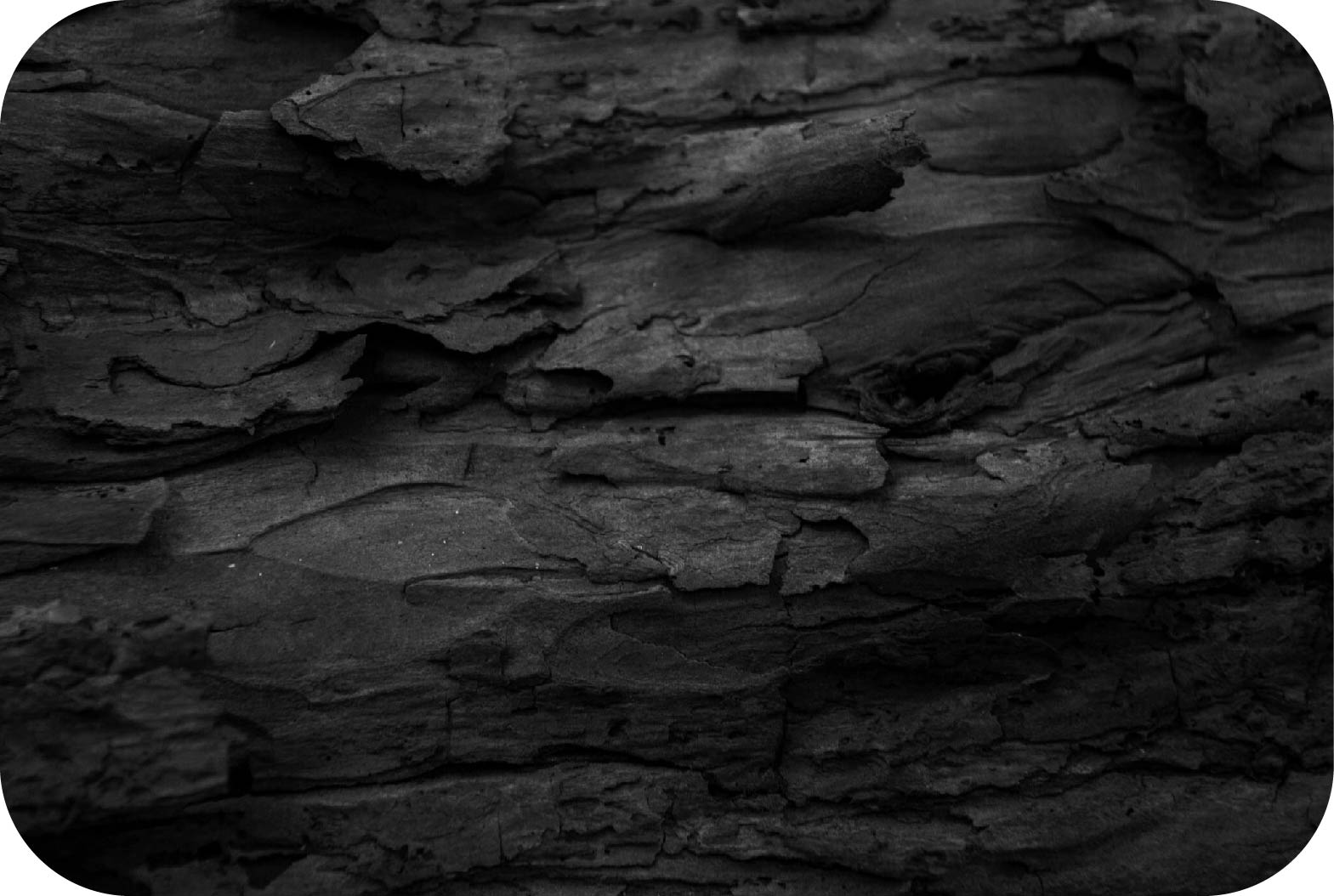 Close up of bark texture round corners