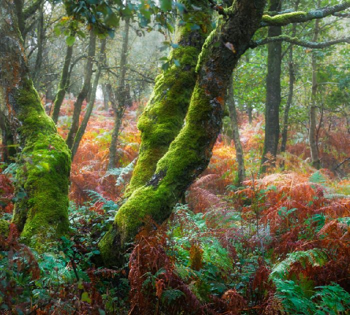 Captivating a Regional Audience With Native Woodland Restoration