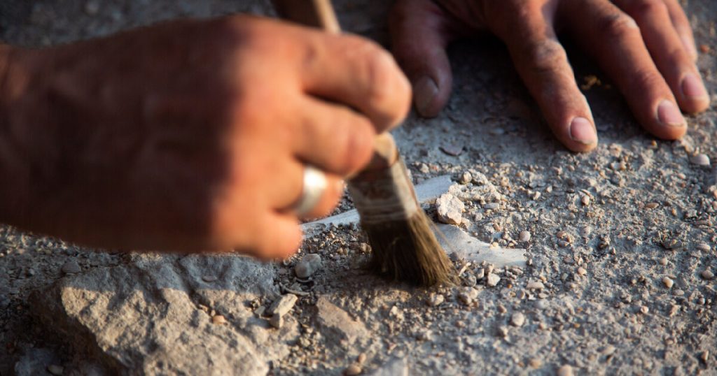 An archaeologist cleans a found artifact in the form of bones with a brush