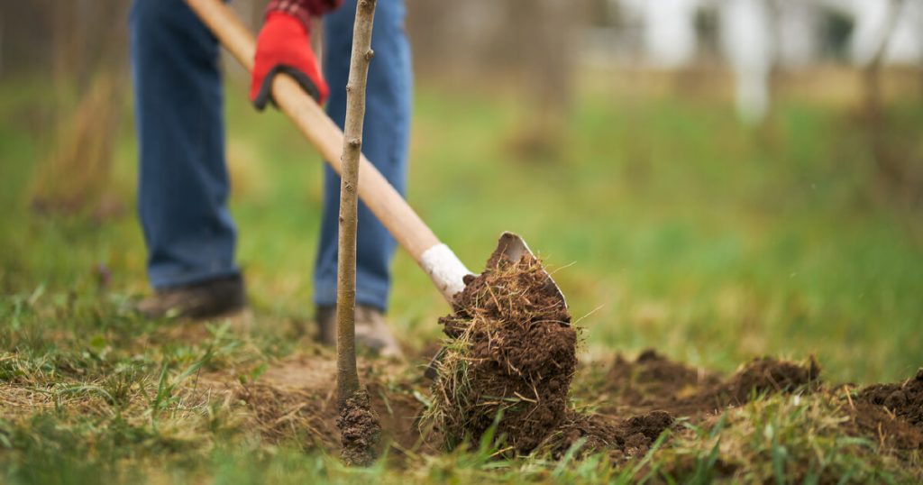 Gardener planting tree, digging with spade
